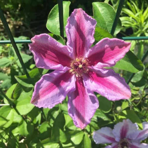 Clematis Tudor (large-flowered)