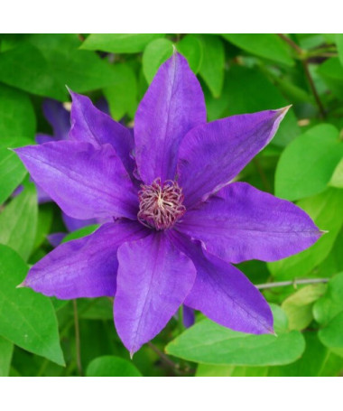 Clematis The President (large-flowered)