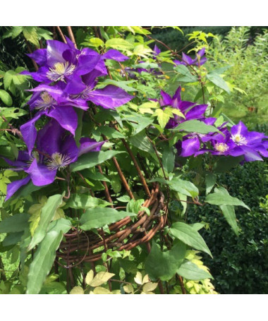 Clematis The President (large-flowered)