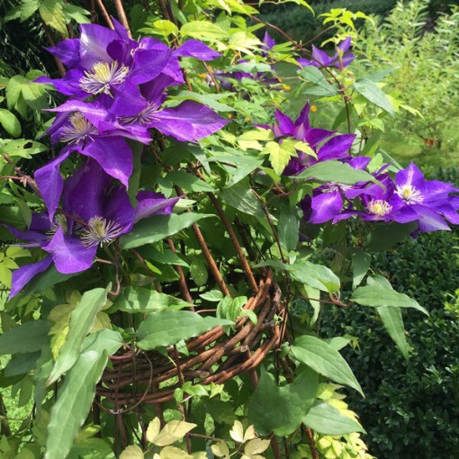 Clematis The President (large-flowered)