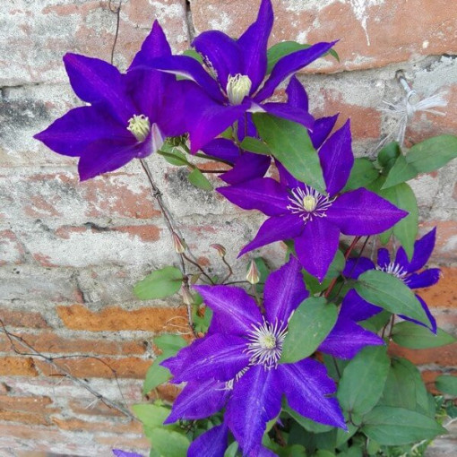 Clematis The President (large-flowered)