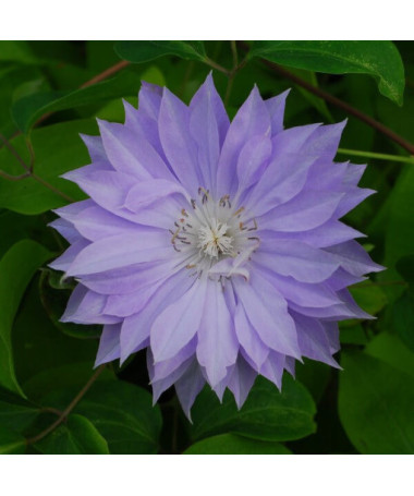 Clematis Teshio (large-flowered, full)
