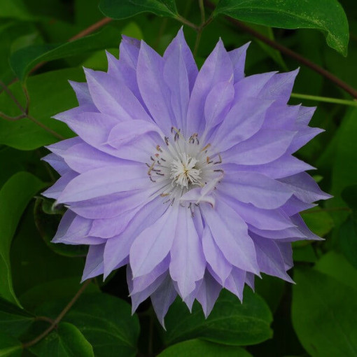 Clematis Teshio (large-flowered, full)