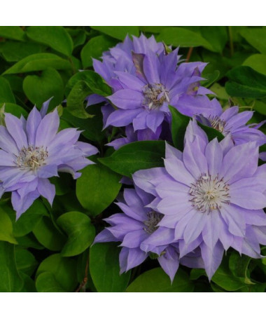 Clematis Teshio (large-flowered, full)