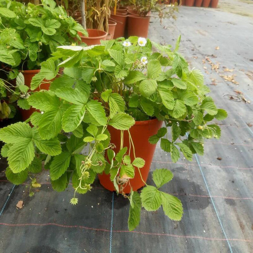 Strawberry MIX red-yellow 4L