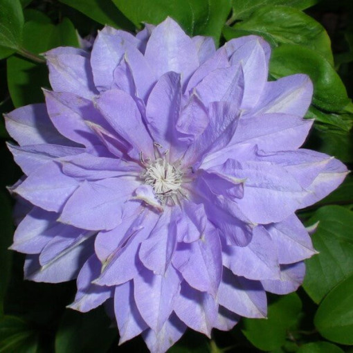 Clematis Teshio (large-flowered, full)