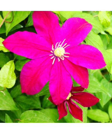Clematis Sunset (large-flowered)
