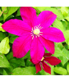 Clematis Sunset (large-flowered)