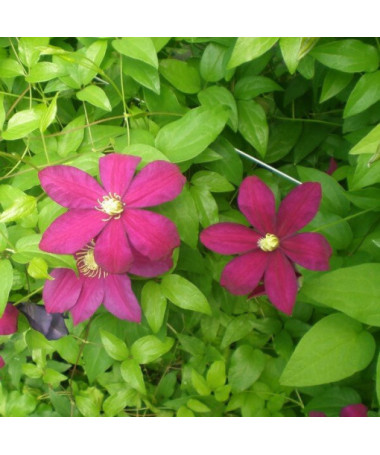 Clematis Sunset (large-flowered)