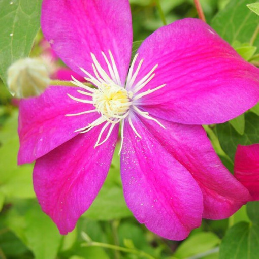 Clematis Sunset (large-flowered)