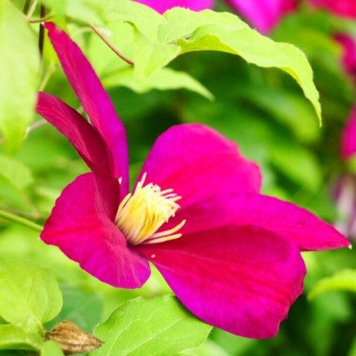 Clematis Sunset (large-flowered)