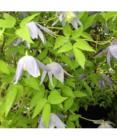 Clematis Stolwijk Gold