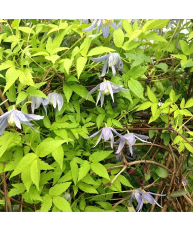 Clematis Stolwijk Gold