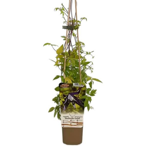 Clematis Stolwijk Gold