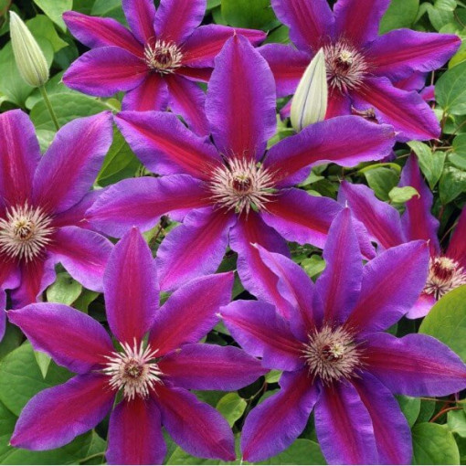 Clematis Star of India 2