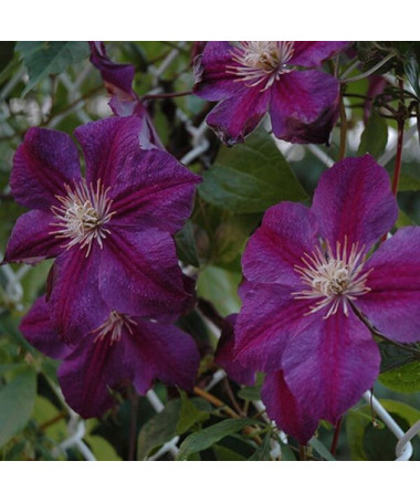 Clematis Star of India 2