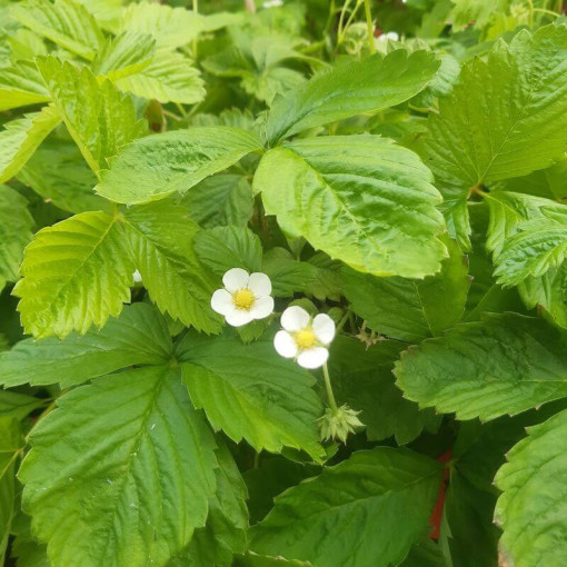 Strawberry MIX red-yellow 4L