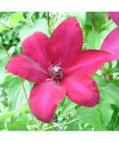Clematis Solidarność (large-flowered)