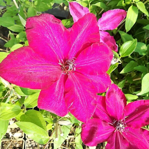 Clematis Solidarność (large-flowered)