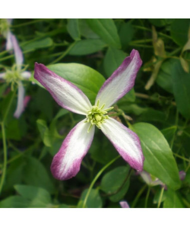 Clematis Botanic 'Rubromarginata'