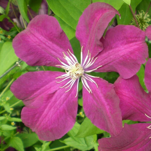 Clematis Rouge Cardinal (large-flowered)