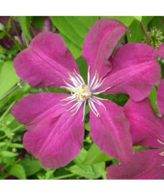 Clematis Rouge Cardinal (large-flowered)