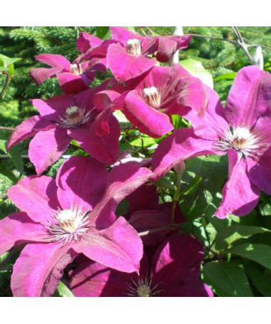 Clematis Rouge Cardinal (large-flowered)