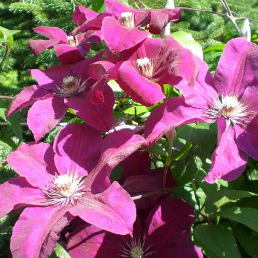 Clematis Rouge Cardinal (large-flowered)