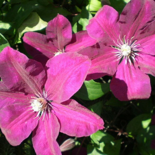 Clematis Rouge Cardinal (large-flowered)
