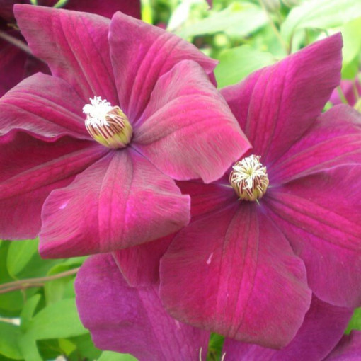 Clematis Rouge Cardinal (large-flowered)
