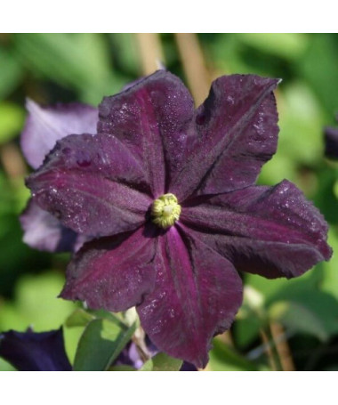 Clematis Romantica
