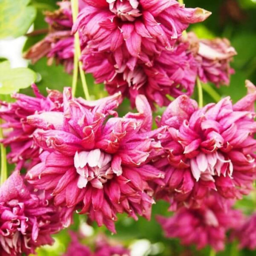 Clematis Purpurea Plena Elegans (viticella)