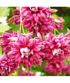 Clematis Purpurea Plena Elegans (viticella)