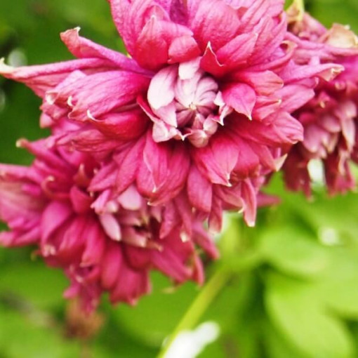 Clematis Purpurea Plena Elegans (viticella)