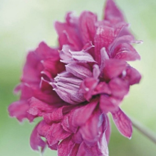 Clematis Purpurea Plena Elegans (viticella)