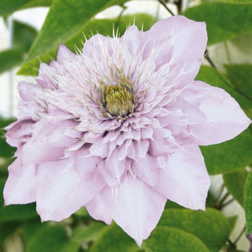 Clematis Proteus (large-flowered, full)