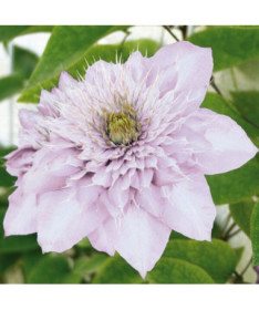 Clematis Proteus (large-flowered, full)