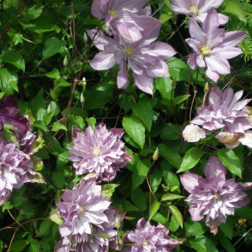 Clematis Proteus (large-flowered, full)