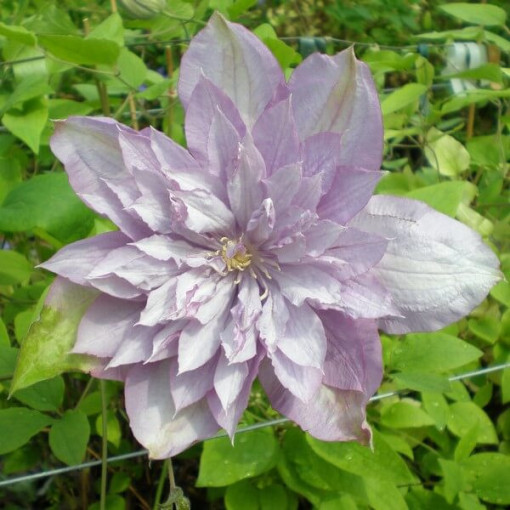 Clematis Proteus (large-flowered, full)
