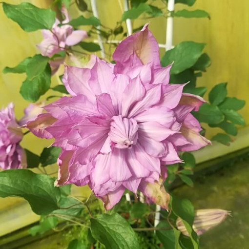 Clematis Proteus (large-flowered, full)