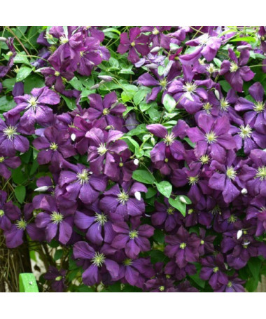 Clematis Polish Spirit