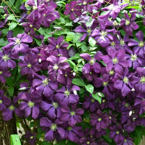 Clematis Polish Spirit