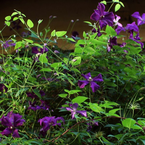 Clematis Polish Spirit