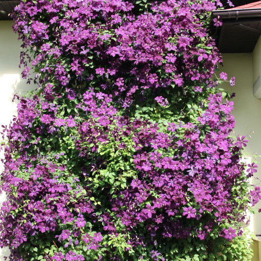 Clematis Polish Spirit