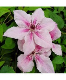 Clematis Pink Fantasy