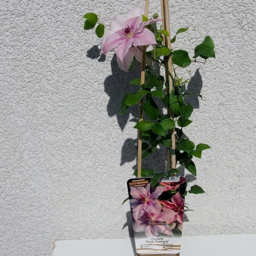 Clematis Pink Fantasy