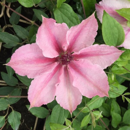 Clematis Pink Fantasy