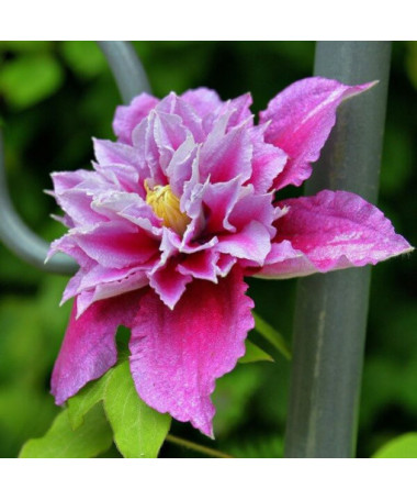 Clematis Piilu (large-flowered, full)