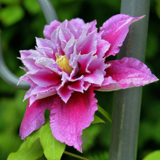 Clematis Piilu (large-flowered, full)
