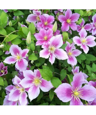 Clematis Piilu (large-flowered, full)